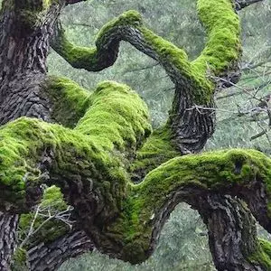Tree Moss image